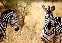 Jobs for Zoology Majors Who Want to Start a Professional Career: 13 Proposals jobs for zoology majors